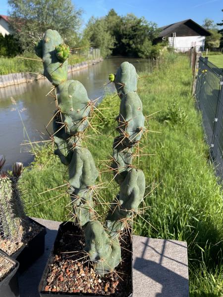 Trichocereus bridgesii monstrosus